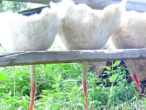 Felting wool in its raw state